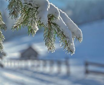 Ein winterlicher Landschaftsausblick mit schneebedeckten Tannenästen. Im Hintergrund sind unscharfe Hütten und ein Zaun zu sehen.