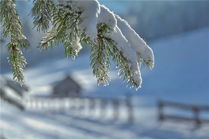 Ein winterlicher Landschaftsausblick mit schneebedeckten Tannenästen. Im Hintergrund sind unscharfe Hütten und ein Zaun zu sehen.