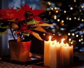 A Christmas star in a flower pot stands next to burning candles. In the background, there are blurry lights that create a festive atmosphere.