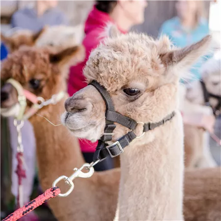 Ein niedliches Alpaka mit hellbraunem Fell steht in der Nähe von anderen Alpakas. Im Hintergrund sind Menschen zu sehen, die sich um die Tiere kümmern.