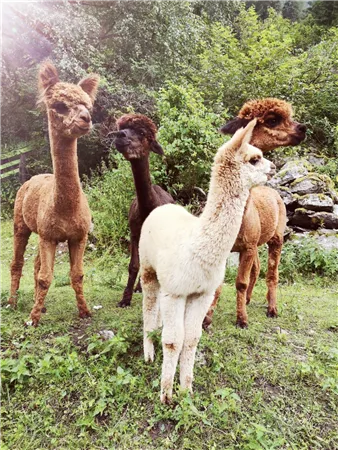 Vier Alpakas stehen auf einer Wiese neben Bäumen. Zwei sind braun, eines ist schwarz und eines ist weiß.