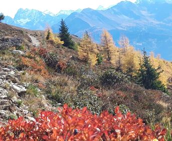 A picturesque mountain landscape with colorful autumn leaves. In the background, snow-capped mountains and a blue sky can be seen.
