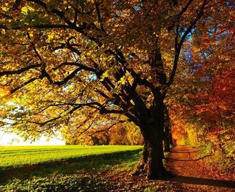 A picturesque path lined with trees featuring colorful autumn leaves. In the background, a green meadow is visible.