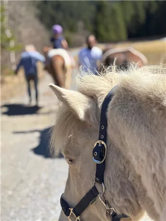 A white pony stands in the foreground, while in the background, riders on horses can be seen. The surroundings are rural and the sun is shining.