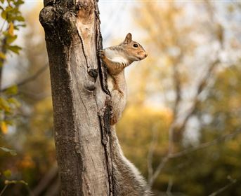 Ein Eichhörnchen klettert an einem Baumstamm hoch. Im Hintergrund sind herbstliche Farben zu sehen.