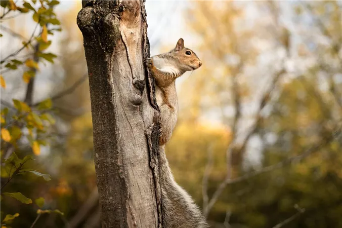 Ein Eichhörnchen klettert an einem Baumstamm hoch. Im Hintergrund sind herbstliche Farben zu sehen.