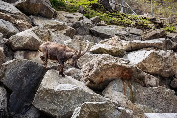 Eine Steinbock-Kid läuft über große Felsen. Die Umgebung ist felsig und naturel.