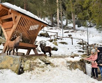 A group of people is observing goats that are eating under a wooden shelter in a snowy landscape. Trees and rocks are visible in the background.