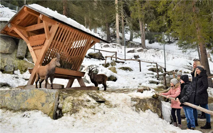 Eine Gruppe von Menschen beobachtet Ziegen, die unter einem Holzunterstand in einer verschneiten Landschaft fressen. Im Hintergrund sind Bäume und Felsen sichtbar.