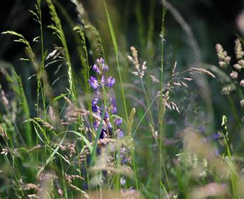 A green field with tall grass and colorful flowers. The plants create a calm, natural atmosphere.