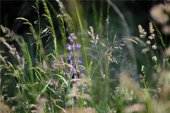A green field with tall grass and colorful flowers. The plants create a calm, natural atmosphere.