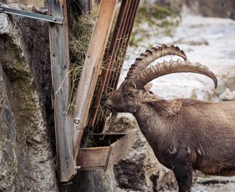 A goat is eating from a wooden feeder. In the background, rocks and a natural environment can be seen.