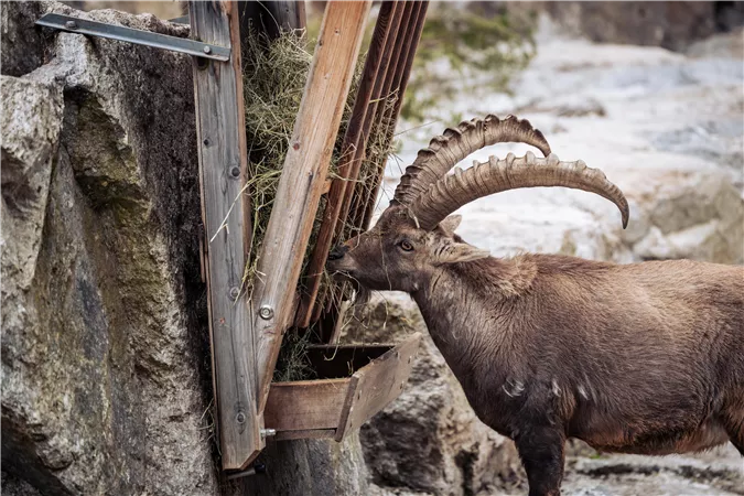 Ein Steinbock frisst an einem Futterspender aus Holz. Im Hintergrund sind Felsen und eine natürliche Umgebung zu sehen.