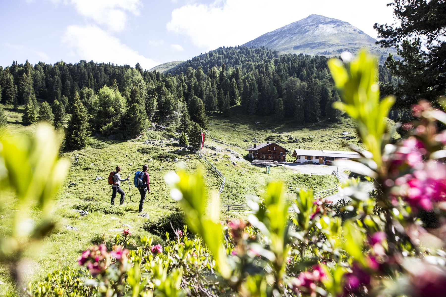 Zwei Wanderer erkunden eine grüne Berglandschaft mit schönen Blumen. Im Hintergrund sind Bäume und ein Berg sichtbar.