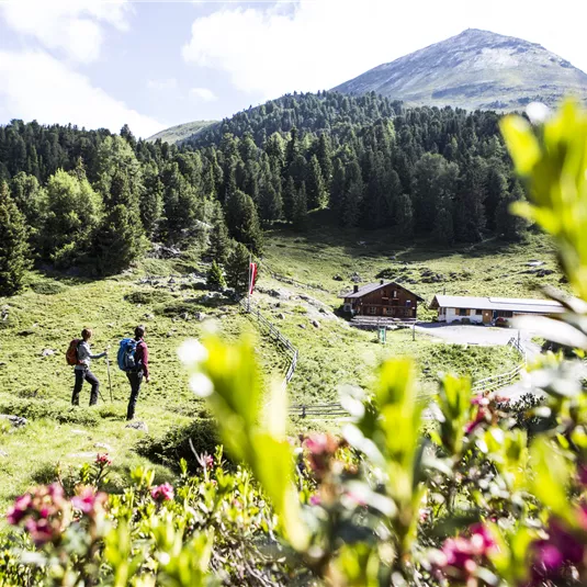 Zwei Wanderer erkunden eine grüne Berglandschaft mit schönen Blumen. Im Hintergrund sind Bäume und ein Berg sichtbar.
