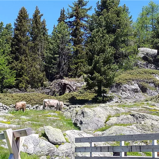 A picturesque landscape with green meadows and rocks. In the background, some cows are standing among tall trees.