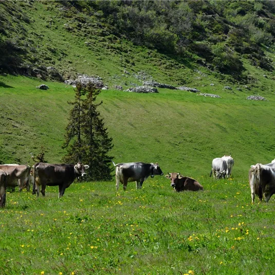 Eine Gruppe von Kühen, die auf einer grünen Wiese weiden. Im Hintergrund sind sanfte Hügel und einige Bäume zu sehen.