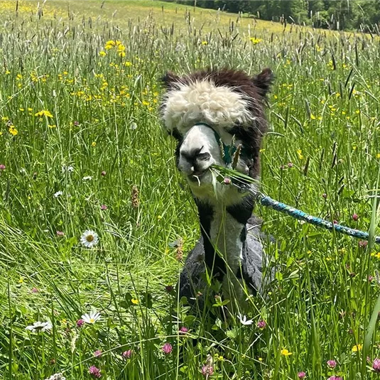 Ein Alpaka steht auf einer blühenden Wiese mit bunten Blumen. Das Tier schaut neugierig und hat etwas Gras im Mund.