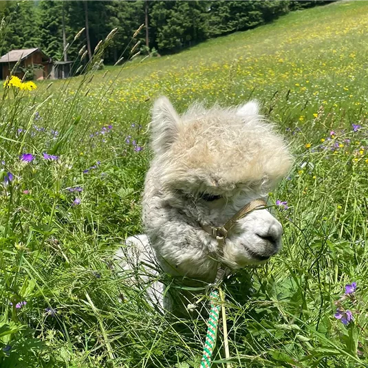 Ein Alpaka steht in einer blühenden Wiese mit bunten Blumen. Im Hintergrund sind Bäume und ein kleines Holzhaus zu sehen.
