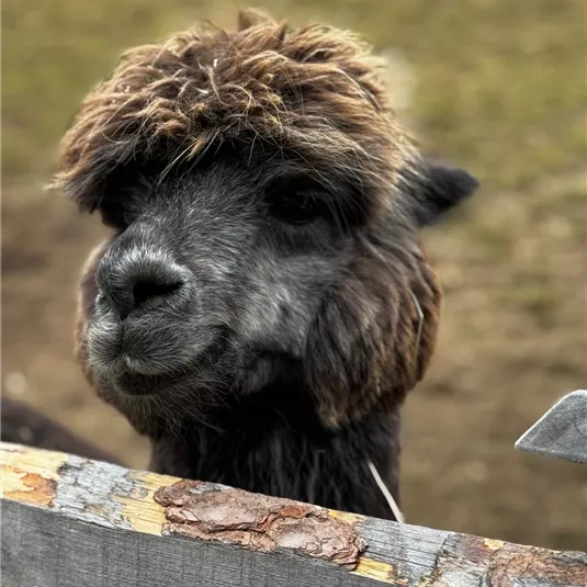 Ein niedliches Alpaka schaut neugierig über einen Holzzaun. Es hat ein flauschiges Fell und einen freundlichen Gesichtsausdruck.