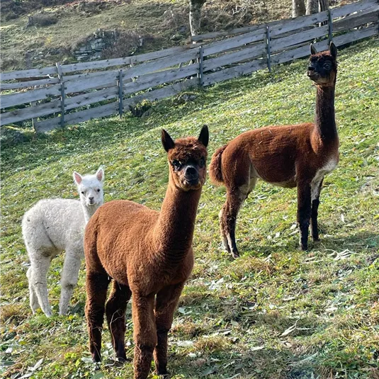 Drei Alpakas stehen auf einer grünen Wiese. Im Hintergrund sind ein Holzzaun und Bäume zu sehen.
