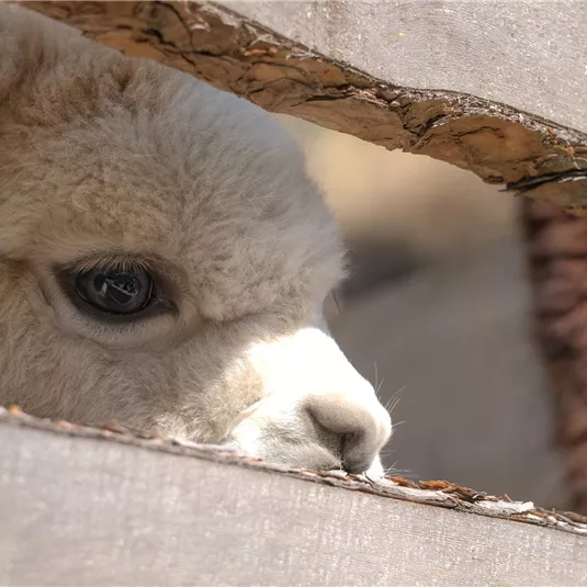 Ein neugieriges Lamm schaut durch einen Spalt in einem Zaun. Das Tier hat weiches, helles Fell und große, ausdrucksvolle Augen.