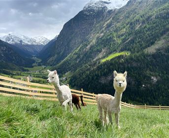 Drei Alpakas grasen auf einer grünen Wiese in den Bergen. Im Hintergrund sind schneebedeckte Berge und ein bewölkter Himmel zu sehen.