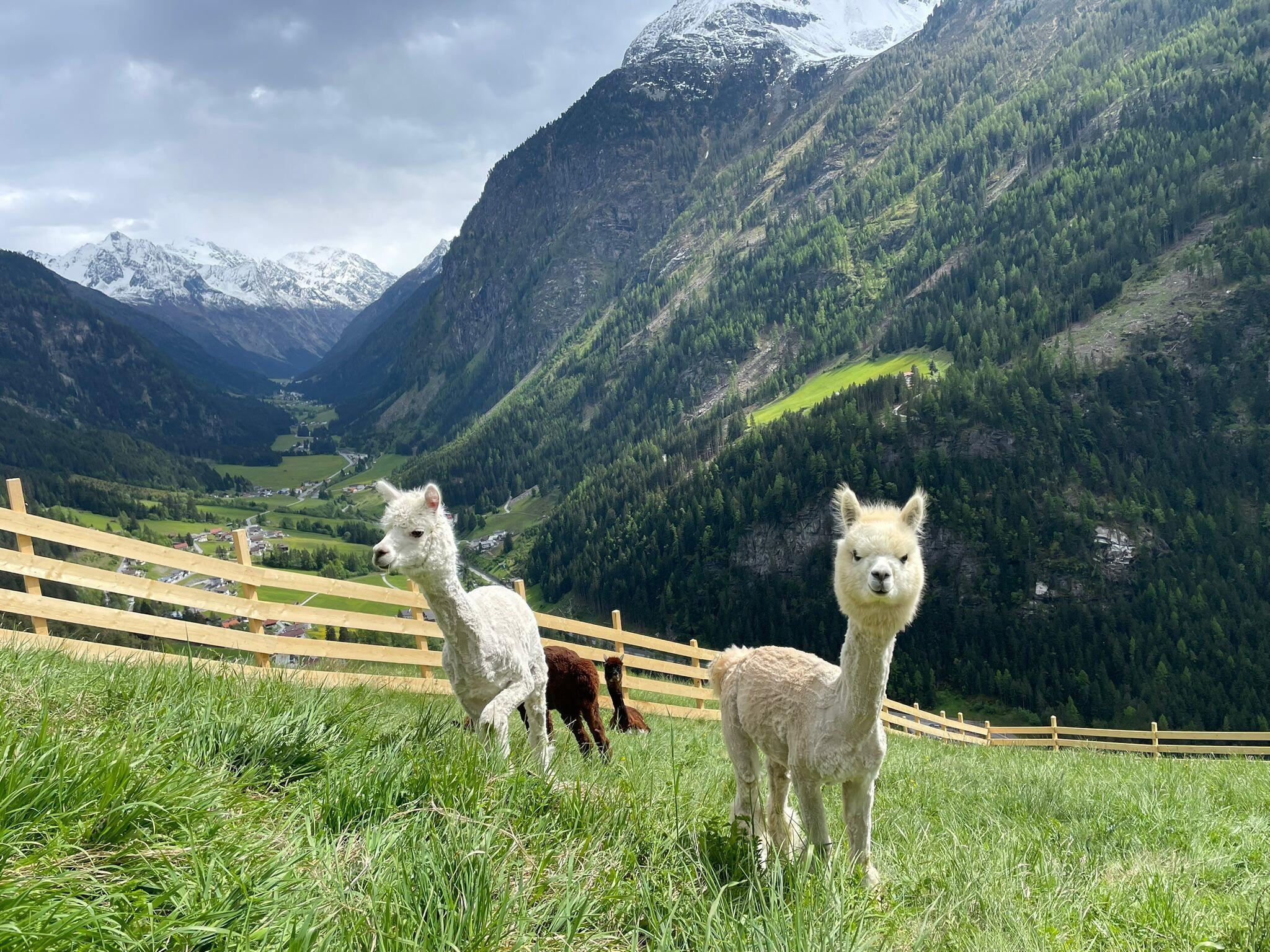 Drei Alpakas grasen auf einer grünen Wiese in den Bergen. Im Hintergrund sind schneebedeckte Berge und ein bewölkter Himmel zu sehen.