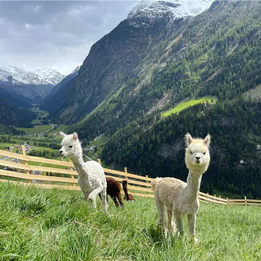 Drei Alpakas grasen auf einer grünen Wiese in den Bergen. Im Hintergrund sind schneebedeckte Berge und ein bewölkter Himmel zu sehen.