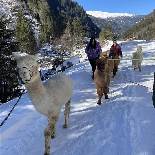 Alpaca hiking