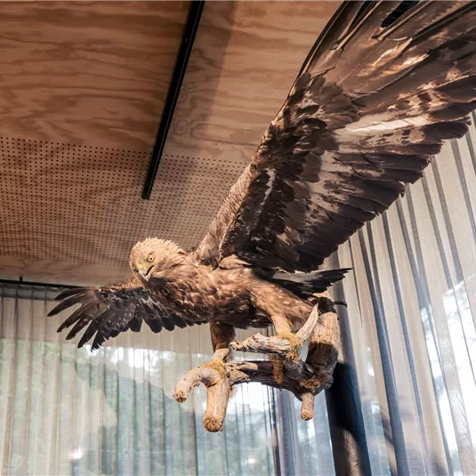 Ein imposanter Adler mit ausgebreiteten Flügeln sitzt auf einem Ast. Die Details des gefiederten Körpers sind gut sichtbar.