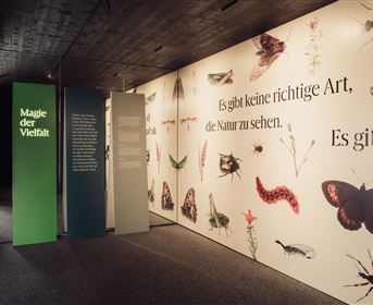 Eine Ausstellung mit dem Titel "Magie der Vielfalt". An den Wänden sind verschiedene Insekten und Pflanzen abgebildet, begleitet von informativen Texten.