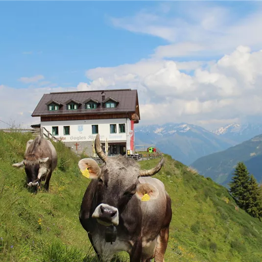 An idyllic alpine pasture with cows on a green meadow. In the background, there is a beautiful mountain panorama.