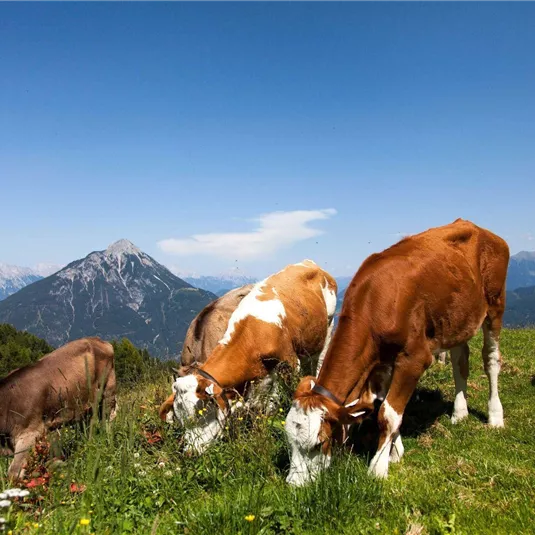 Eine idyllische Alpenlandschaft mit grasenden Kühen und einer Wiese. Im Hintergrund sind majestätische Berge und eine Fahne zu sehen.