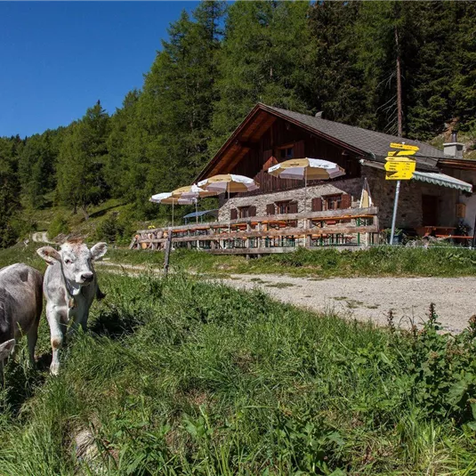 A mountain cabin surrounded by green meadows and trees. Two cows are peacefully grazing near the cabin.