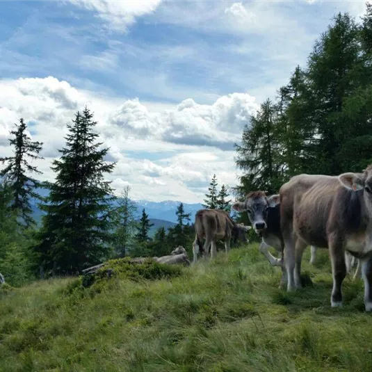 A group of cows in a green meadow in the mountains. In the background, trees and a cloudy sky landscape are visible.