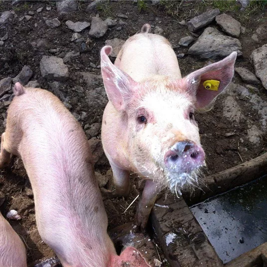 A few pigs are standing in a muddy area. One of the pigs is curiously looking at the camera.