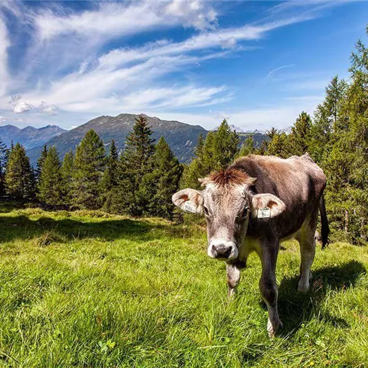 Eine Kuh, die auf einer grünen Wiese steht, umgeben von Wäldern und Bergen. Der Himmel ist blau mit einigen Wolken.