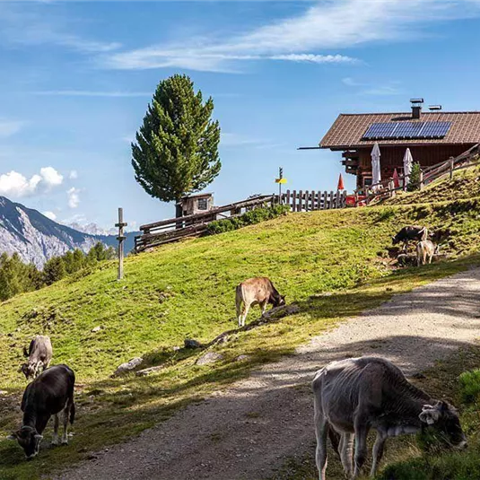Eine idyllische Alm mit Kühen auf einer saftigen Wiese. Im Hintergrund sind Berge und ein klarer Himmel zu sehen.