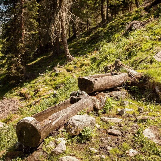 Ein natürlicher Wald mit einigen liegenden Baumstämmen und viel grünem Gras. Die Szenerie ist friedlich und sonnig.