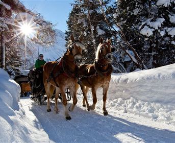 A snowy landscape with two strong horses pulling a carriage. The sun shines brightly through the trees in the background.