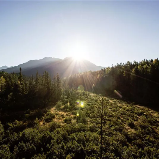 A sunny landscape with mountains in the background. The sky is clear and there are many trees in the foreground.