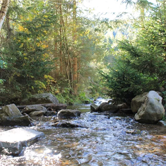 A clear stream flows through a forest with trees and rocks. The light gently shines through the leaves.