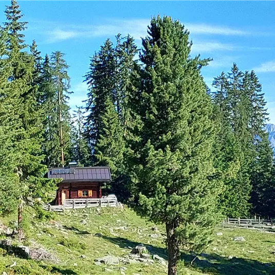 Ein gemütliches Holzhaus steht zwischen hohen Tannenbäumen. Im Hintergrund sind die Berge und ein klarer blauer Himmel sichtbar.