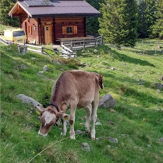 Eine Kuh weidet auf einer grünen Wiese. Im Hintergrund steht ein Holzhaus umgeben von Bäumen.
