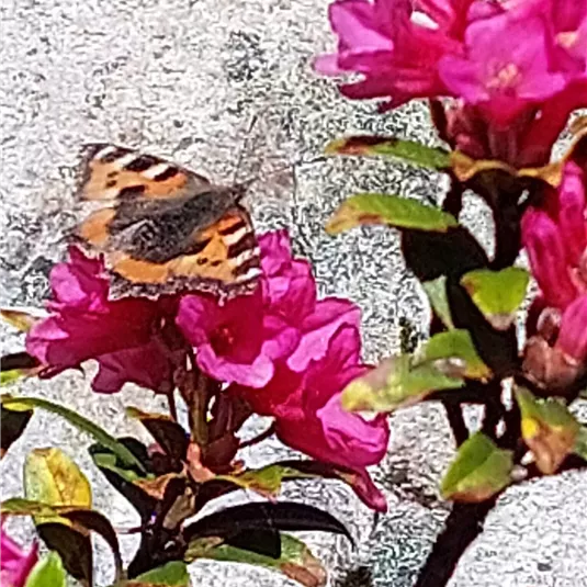 Ein Schmetterling sitzt auf pinken Blumen. Im Hintergrund sind grüne Blätter und Steine sichtbar.