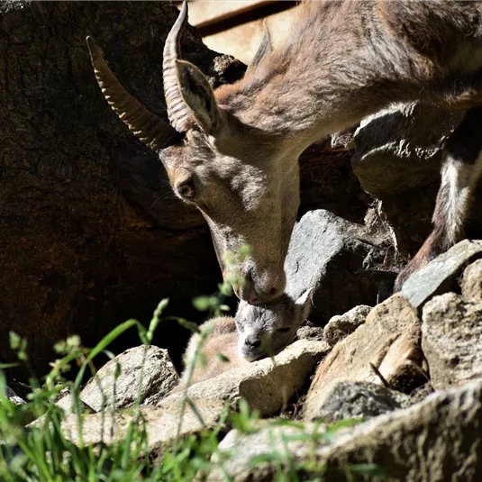 Steinbock