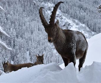 An impressive ibex stands in the snow-covered landscape. In the background, two more ibexes can be seen.
