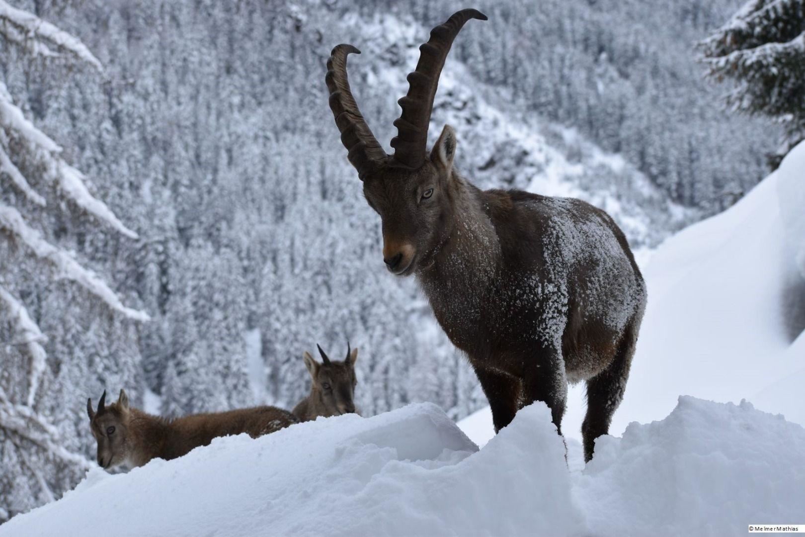 Steinbock im Winter