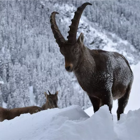 Ein Steinbock steht im Schnee, umgeben von einer winterlichen Berglandschaft. Im Hintergrund sind weitere Steinböcke zu sehen.